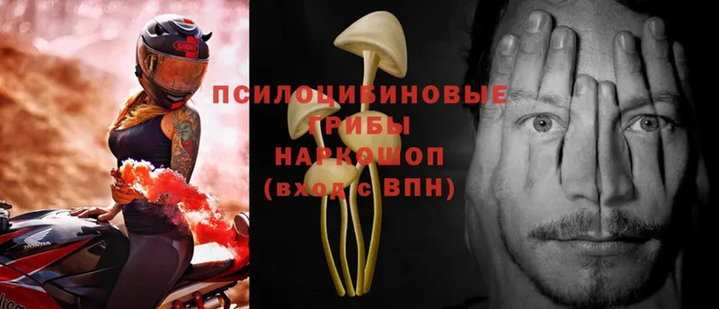 Псилоцибиновые грибы MAGIC MUSHROOMS  Каневская 